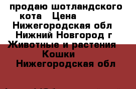 продаю шотландского кота › Цена ­ 3 500 - Нижегородская обл., Нижний Новгород г. Животные и растения » Кошки   . Нижегородская обл.